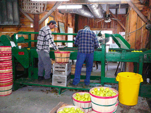 Hand Sorting Apples